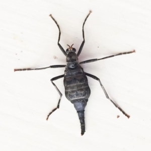 Boreoides subulatus at Hughes, ACT - 28 Apr 2018 12:00 AM