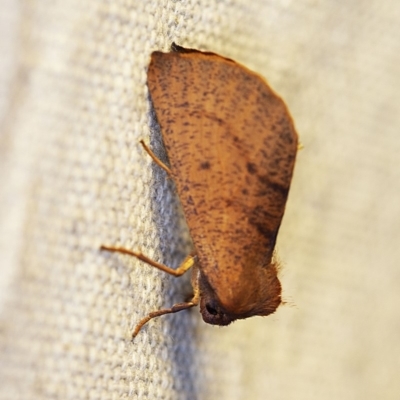 Fisera perplexata (Light-tan Crest-moth) at O'Connor, ACT - 26 Apr 2018 by ibaird