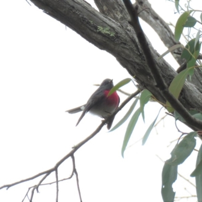 Petroica rosea (Rose Robin) at Molonglo Gorge - 28 Apr 2018 by KumikoCallaway