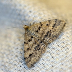 Scopula rubraria (Reddish Wave, Plantain Moth) at O'Connor, ACT - 26 Apr 2018 by ibaird