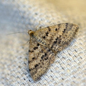 Scopula rubraria at O'Connor, ACT - 26 Apr 2018