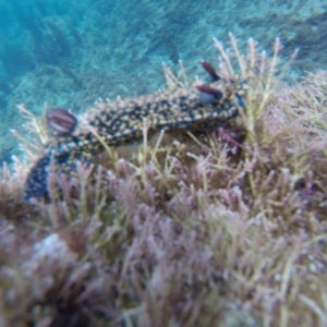 Hypselodoris obscura at The Blue Pool, Bermagui - 29 Apr 2018 10:06 AM