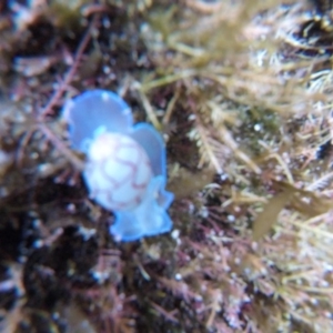 Bullina lineata at The Blue Pool, Bermagui - 29 Apr 2018 09:59 AM