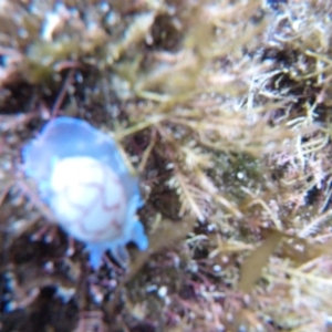 Bullina lineata at The Blue Pool, Bermagui - 29 Apr 2018