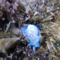 Bullina lineata at The Blue Pool, Bermagui - 29 Apr 2018