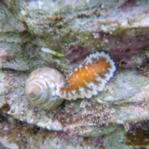 Goniobranchus collingwoodi at The Blue Pool, Bermagui - 29 Apr 2018