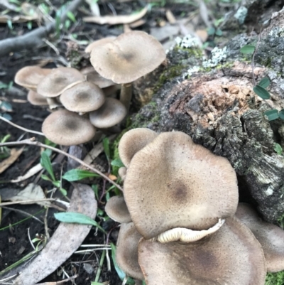 Unidentified at Booderee National Park - 14 May 2017 by AaronClausen