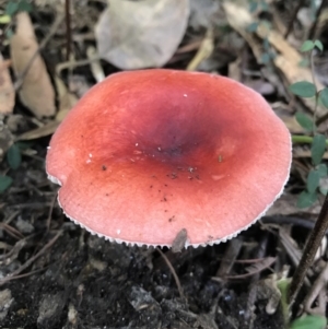 Russula sp. (genus) at undefined - 14 May 2017