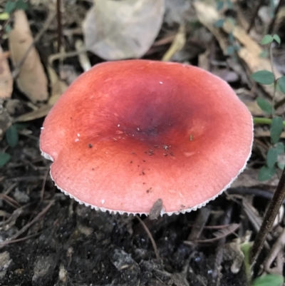 Russula sp. (genus) (Russula) - 14 May 2017 by AaronClausen