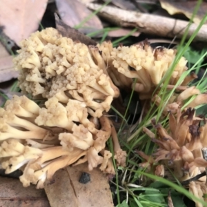 Ramaria capitata ochraceosalmonicolor at undefined - 14 May 2017 01:04 PM