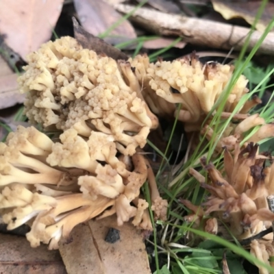 Ramaria capitata ochraceosalmonicolor (Ramaria capitata ochraceosalmonicolor) at Booderee National Park - 14 May 2017 by AaronClausen