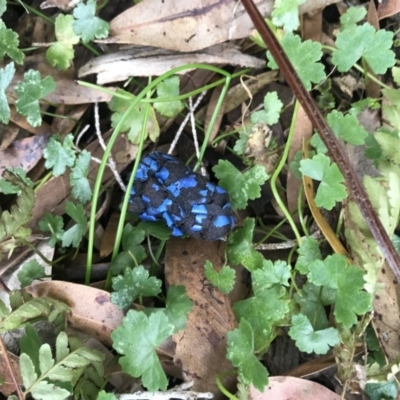 Unidentified at Booderee National Park - 14 May 2017 by AaronClausen