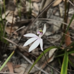 Caladenia picta (Painted Fingers) at Booderee National Park - 14 May 2017 by AaronClausen