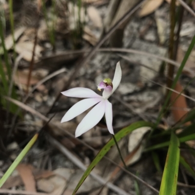 Caladenia picta (Painted Fingers) at Booderee National Park - 14 May 2017 by AaronClausen