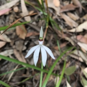 Caladenia picta at Booderee National Park1 - suppressed