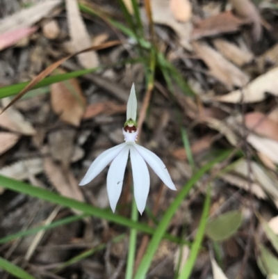 Caladenia picta (Painted Fingers) at Booderee National Park1 - 14 May 2017 by AaronClausen