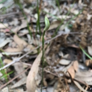 Caladenia picta at Booderee National Park1 - suppressed