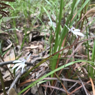 Caladenia catenata - 14 May 2017 by AaronClausen
