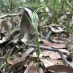 Pterostylis baptistii - 14 May 2017 by AaronClausen