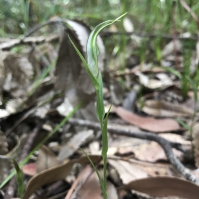 Pterostylis baptistii - 14 May 2017 by AaronClausen