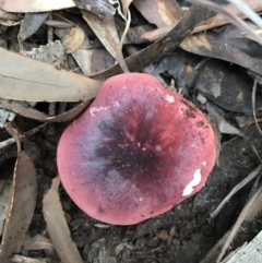 Russula sp. (Russula) at Booderee National Park - 14 May 2017 by AaronClausen