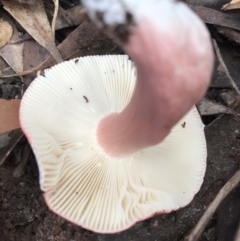 Russula sp. (genus) at Booderee National Park1 - 14 May 2017 01:53 PM