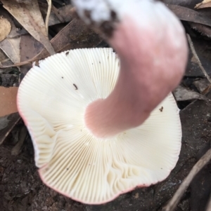 Russula sp. (genus) at Booderee National Park1 - 14 May 2017