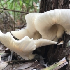 Omphalotus nidiformis (Ghost Fungus) at Booderee National Park - 14 May 2017 by AaronClausen