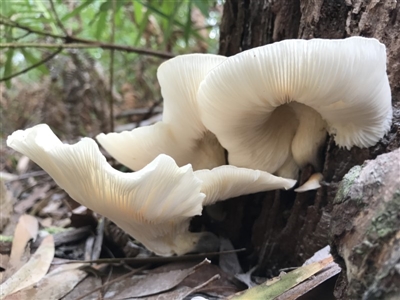 Omphalotus nidiformis (Ghost Fungus) at Booderee National Park1 - 14 May 2017 by AaronClausen