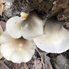 Omphalotus nidiformis at Booderee National Park1 - 14 May 2017 02:10 PM