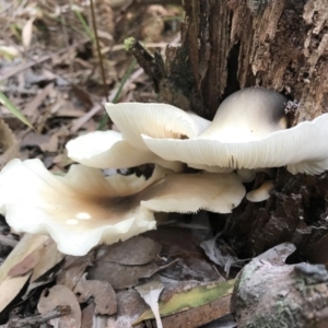 Omphalotus nidiformis at Booderee National Park1 - 14 May 2017 02:10 PM