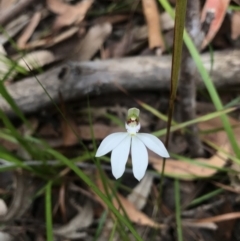 Caladenia picta (Painted Fingers) at Booderee National Park1 - 14 May 2017 by AaronClausen