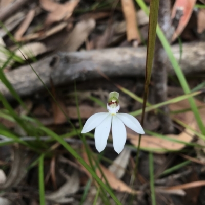 Caladenia picta (Painted Fingers) at Booderee National Park - 14 May 2017 by AaronClausen