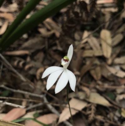 Caladenia picta (Painted Fingers) at Booderee National Park - 14 May 2017 by AaronClausen