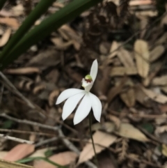 Caladenia picta (Painted fingers) at Booderee National Park - 14 May 2017 by AaronClausen
