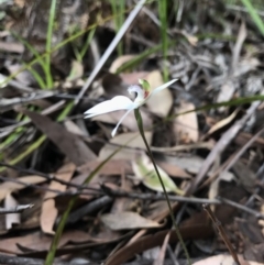 Caladenia picta (Painted Fingers) at Booderee National Park1 - 14 May 2017 by AaronClausen