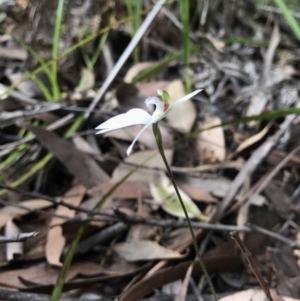 Caladenia picta at Booderee National Park1 - 14 May 2017