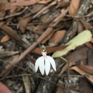Caladenia picta at Booderee National Park1 - 14 May 2017