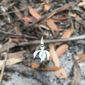 Caladenia picta at Booderee National Park1 - 14 May 2017