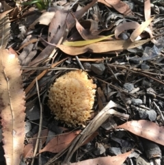 Ramaria sp. (genus) (A Coral fungus) at Booderee National Park1 - 15 May 2017 by AaronClausen