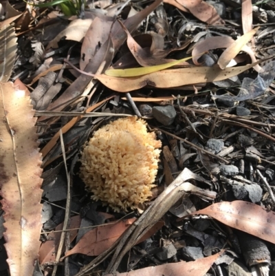 Ramaria sp. (A Coral fungus) at Booderee National Park - 15 May 2017 by AaronClausen