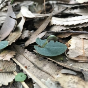 Corybas aconitiflorus at Booderee National Park1 - 14 May 2017