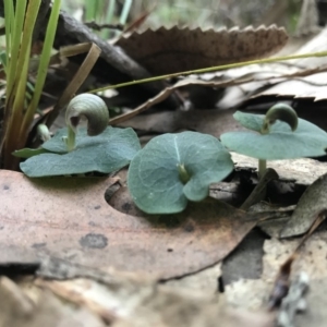 Corybas aconitiflorus at Booderee National Park1 - 14 May 2017