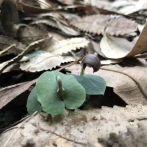 Corybas aconitiflorus at Booderee National Park1 - 14 May 2017