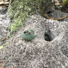 Corybas aconitiflorus (Spurred Helmet Orchid) at Booderee National Park - 14 May 2017 by AaronClausen