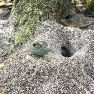 Corybas aconitiflorus at Booderee National Park1 - 14 May 2017