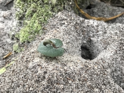 Corybas aconitiflorus (Spurred Helmet Orchid) at Booderee National Park1 - 14 May 2017 by AaronClausen