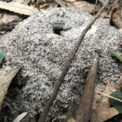 Corybas aconitiflorus at Booderee National Park1 - 14 May 2017