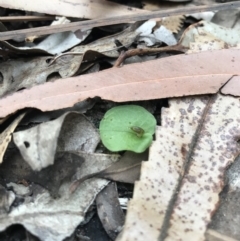 Corybas aconitiflorus - 14 May 2017 by AaronClausen