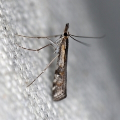 Hednota pedionoma (Pasture Webworm) at O'Connor, ACT - 21 Apr 2018 by ibaird